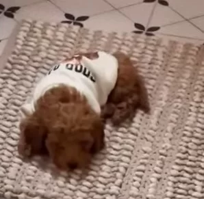 Дом 2, новости на 6 дней раньше эфира 05.04.2025